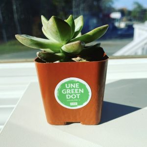 With your houseplants